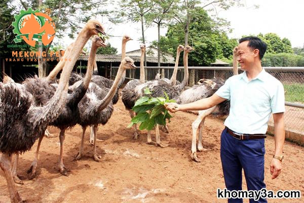 Đà Điểu Ăn Gì Để Tăng Trưởng Nhanh Và Khỏe Mạnh